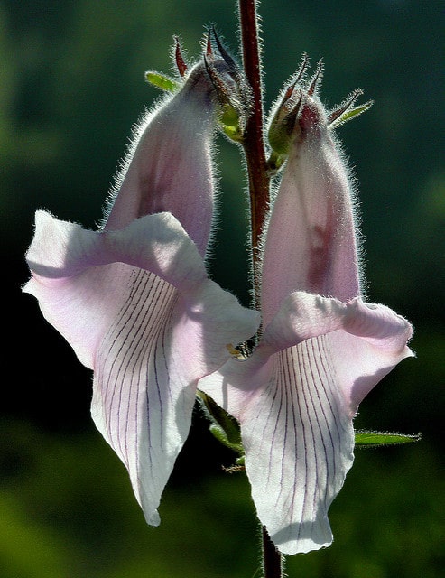 Ceratotheca triloba
