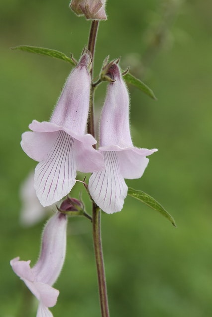 Ceratotheca triloba