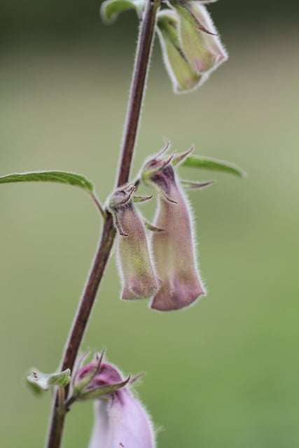 Ceratotheca triloba