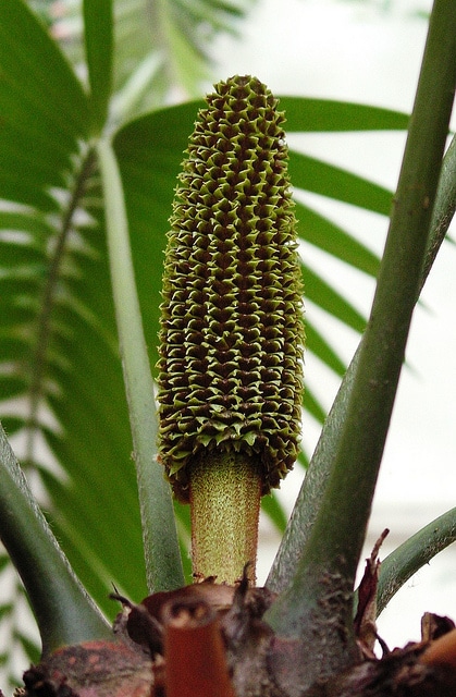 Ceratozamia mexicana (Ceratozamia mexicana)