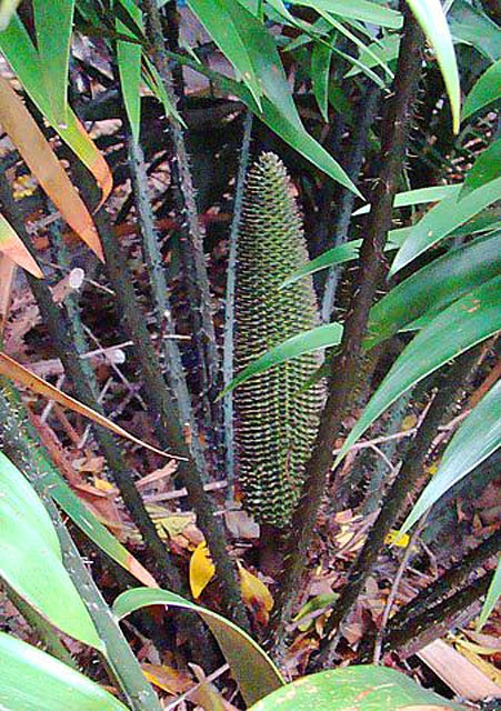 Ceratozamia robusta (Ceratozamia robusta)