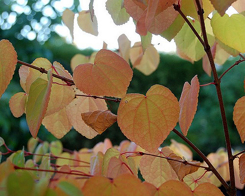 Arbre au caramel
