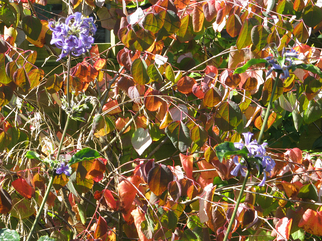 Arbre au caramel
