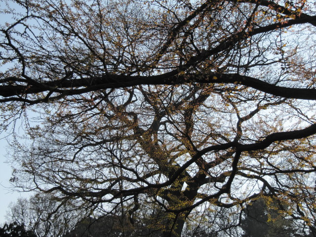 Arbre au caramel