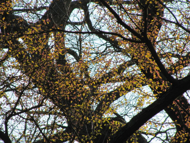 Arbre au caramel (Cercidiphyllum japonicum)