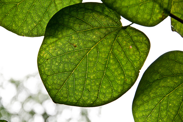 Gainier de chine (Cercis chinensis)