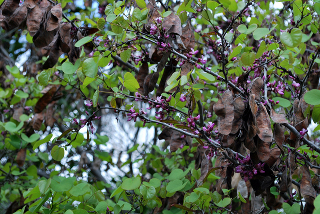 Gainier de californie (Cercis occidentalis)