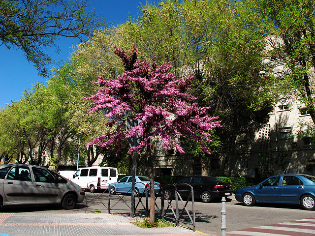 Arbre de judée