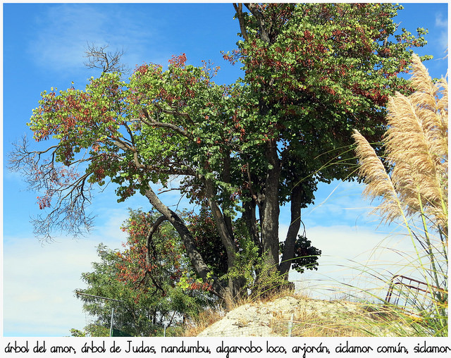 Arbre de judée