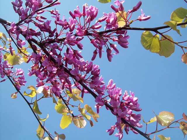 Arbre de judée