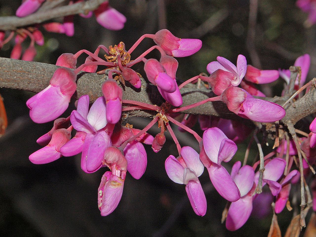 Arbre de judée (Cercis siliquastrum)