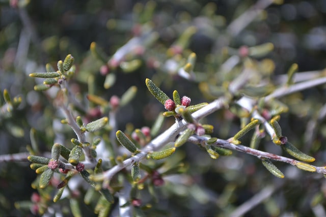 Cercocarpus intricatus