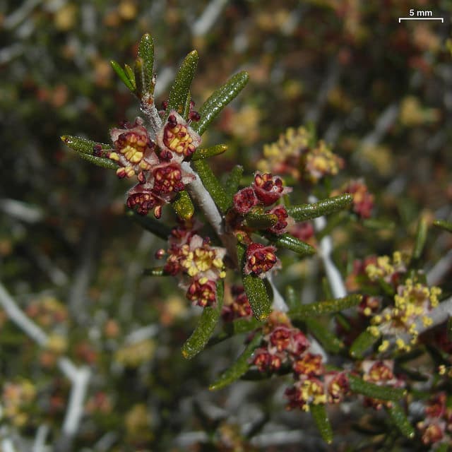 Cercocarpus intricatus