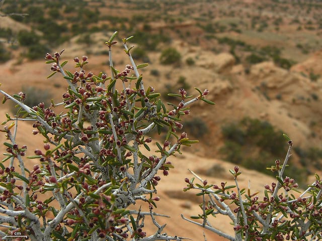 Cercocarpus intricatus