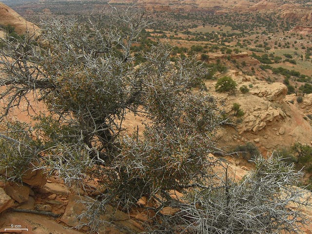 Cercocarpus intricatus