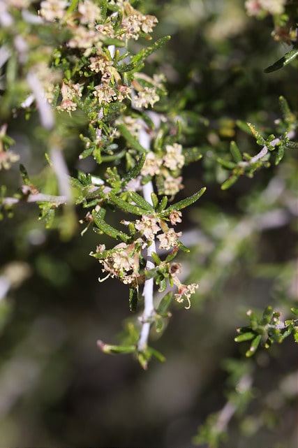 Cercocarpus intricatus