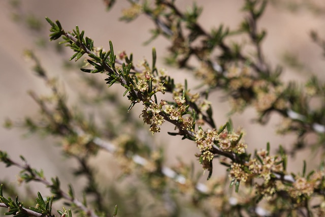 Cercocarpus (Cercocarpus)