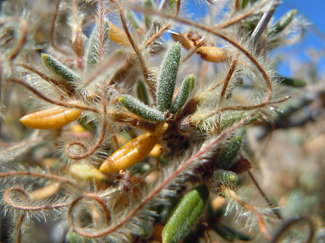 Cercocarpe à feuilles ondulées