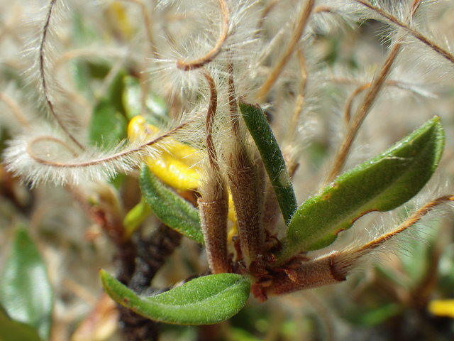 Cercocarpe à feuilles ondulées (Cercocarpus ledifolius)