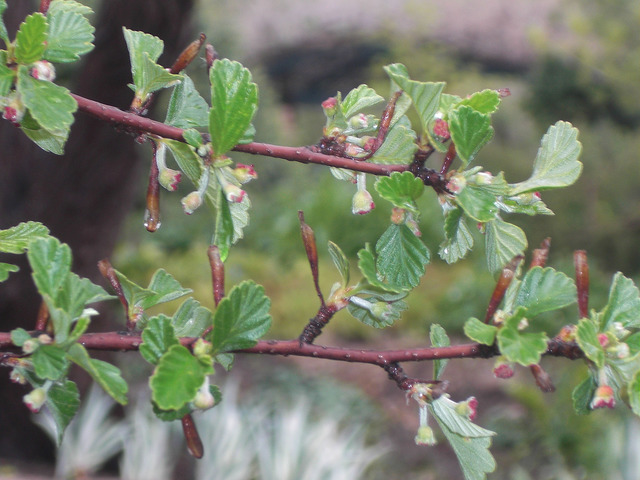 Cercocarpe de montagne (Cercocarpus montanus)