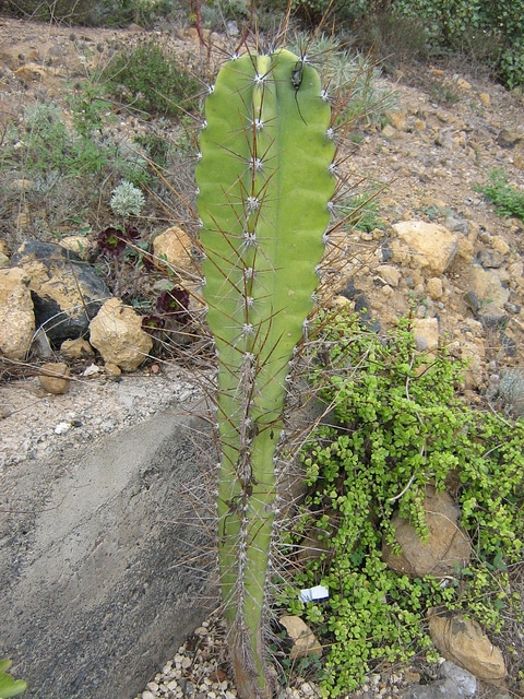 Cereus aethiops (Cereus aethiops)