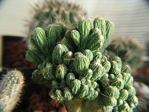 Cereus jamacaru (Cereus jamacaru)