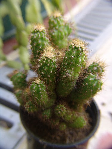 Cereus jamacaru