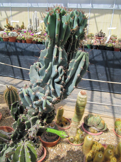 Cereus jamacaru