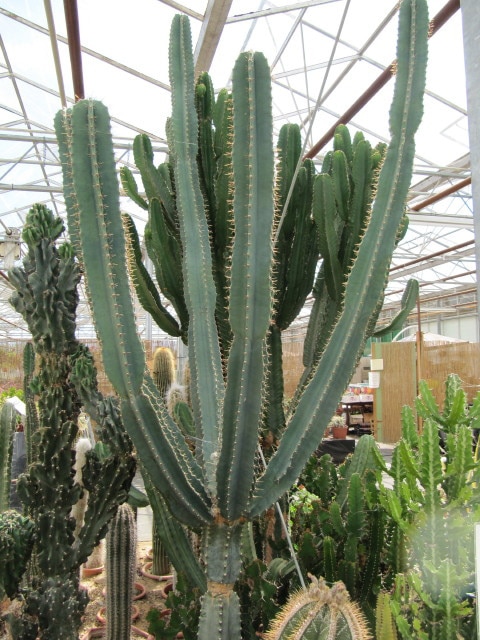 Cereus jamacaru