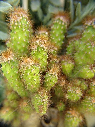 Cereus jamacaru