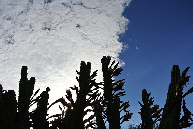 Cierge du pérou (Cereus repandus)