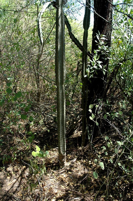 Cereus validus