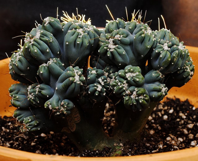 Cereus validus