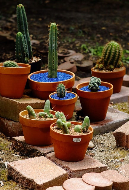 Cereus validus