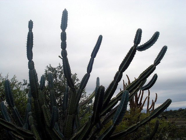 Cereus validus