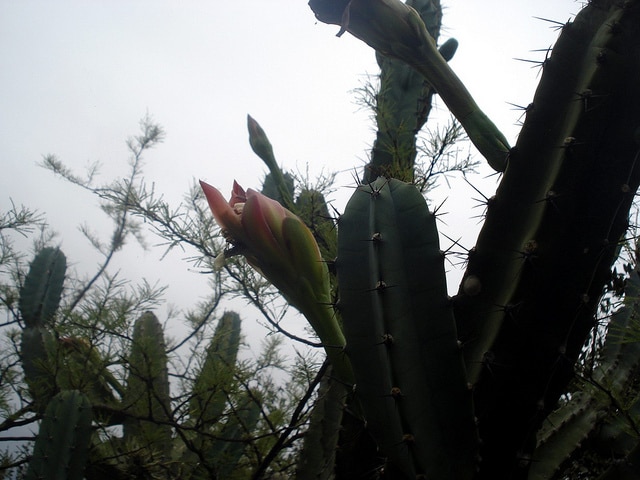 Cereus validus (Cereus validus)