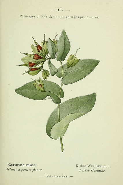 Cerinthe minor