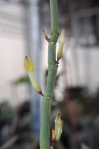 Ceropegia dichotoma