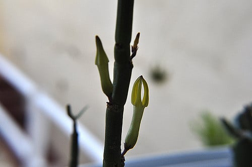 Ceropegia dichotoma (Ceropegia dichotoma)