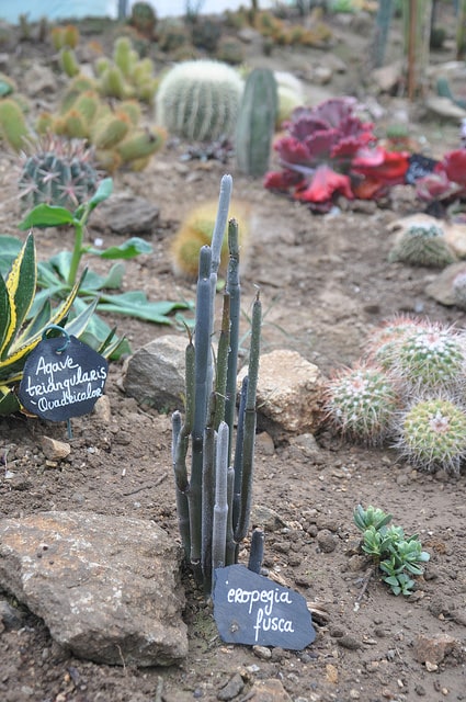 Ceropegia fusca