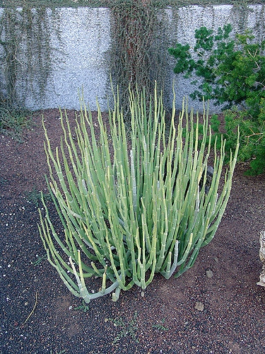 Ceropegia fusca