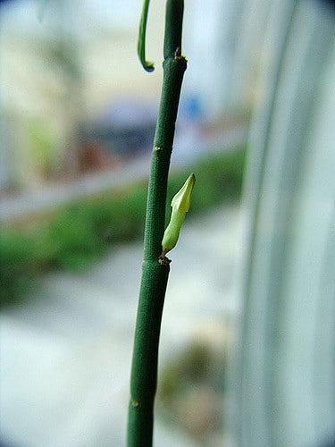 Ceropegia fusca