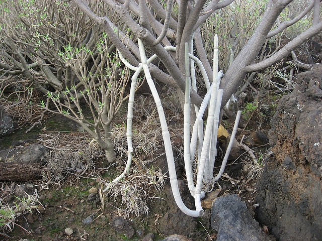 Ceropegia fusca