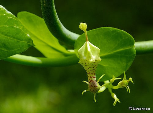 Ceropegia haygarthii