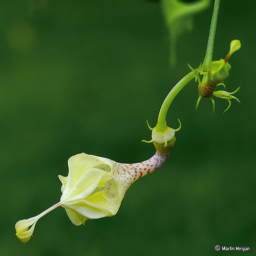 Ceropegia haygarthii