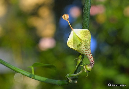 Ceropegia haygarthii