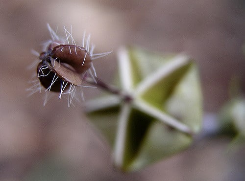 Ceropegia haygarthii