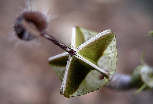 Ceropegia haygarthii
