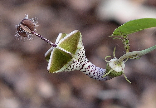 Ceropegia haygarthii