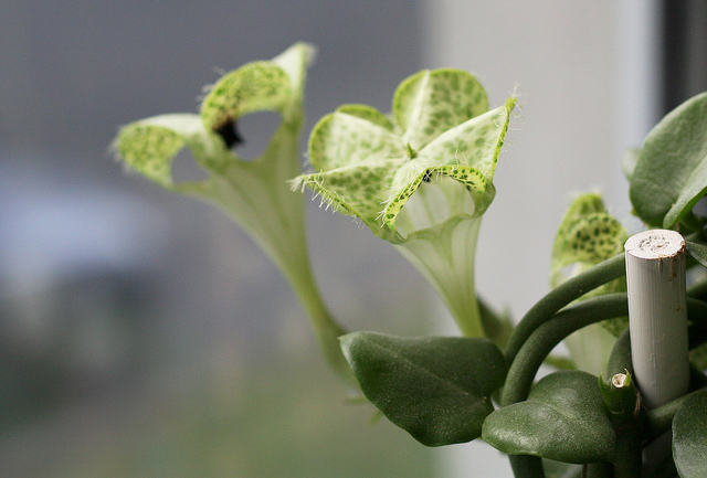 Plante parachute (Ceropegia sandersonii)